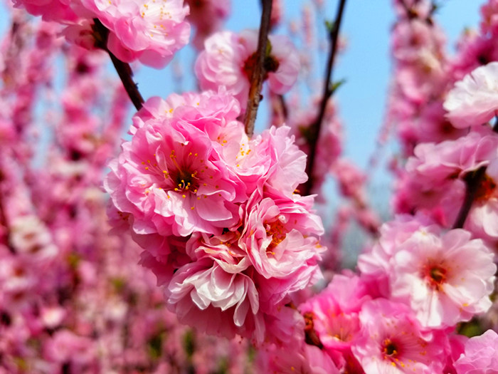 低從密密開，花繁滿枝丫