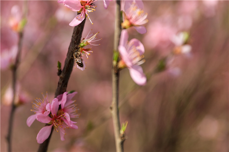 春暖花開