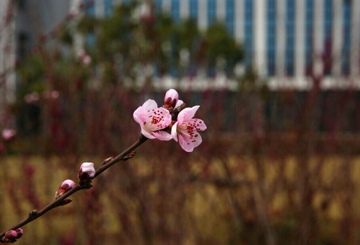 草樹知春不久歸，百般紅紫斗芳菲